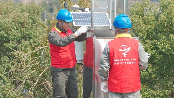 浙江温州：优质电力服务助力早春茶生产